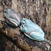 Snowflake White's Tree Frog