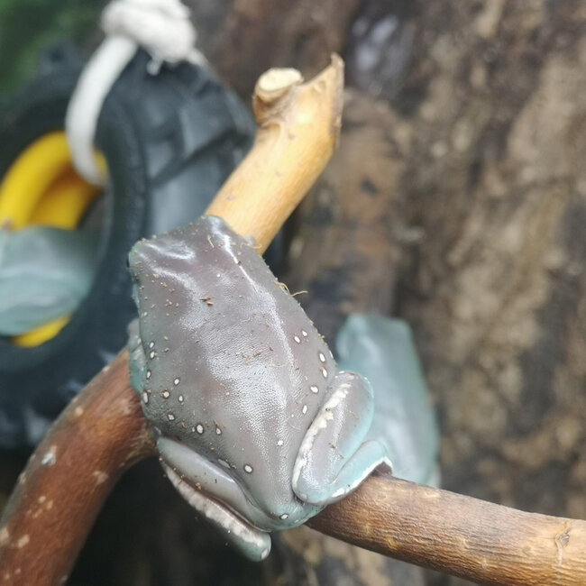 Snowflake White's Tree Frog