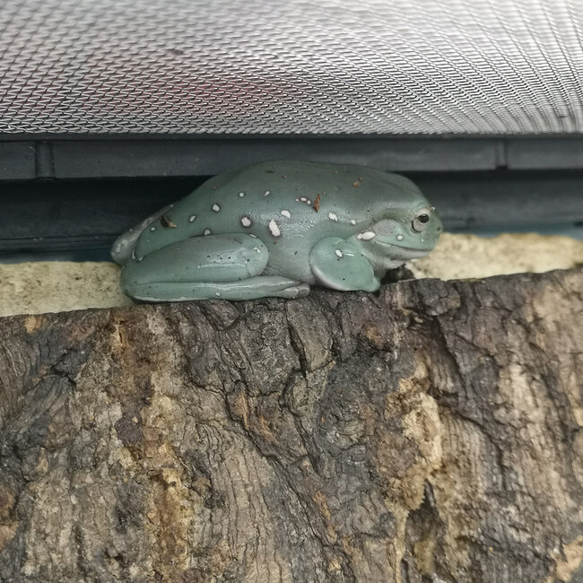 Snowflake White's Tree Frog