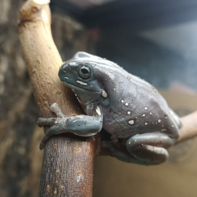 Snowflake White's Tree Frog