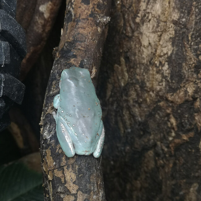 Snowflake White's Tree Frog