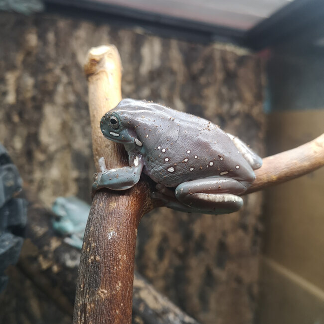 Snowflake White's Tree Frog