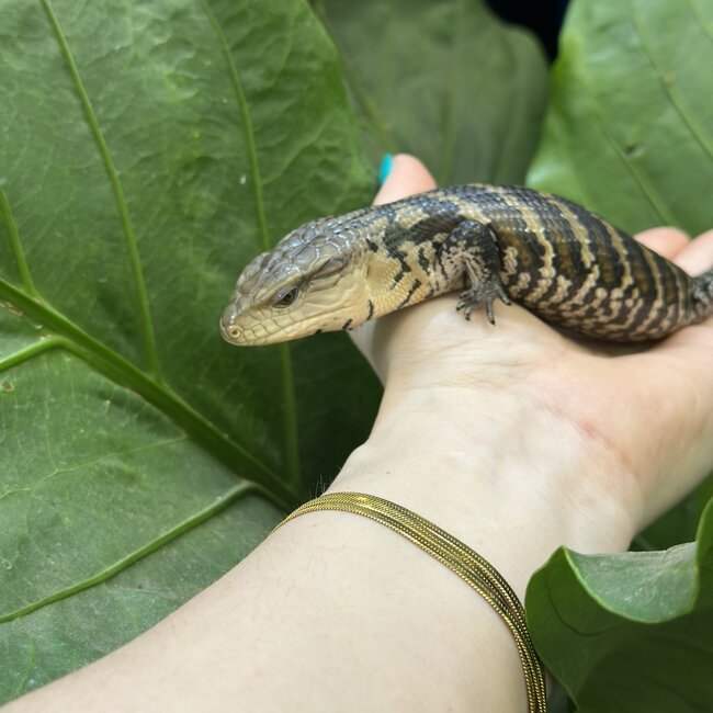 Merauke Blue Tongue Skink, Evanescens
