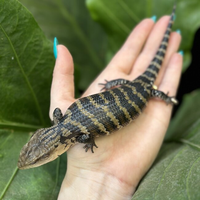 Merauke Blue Tongue Skink, Evanescens