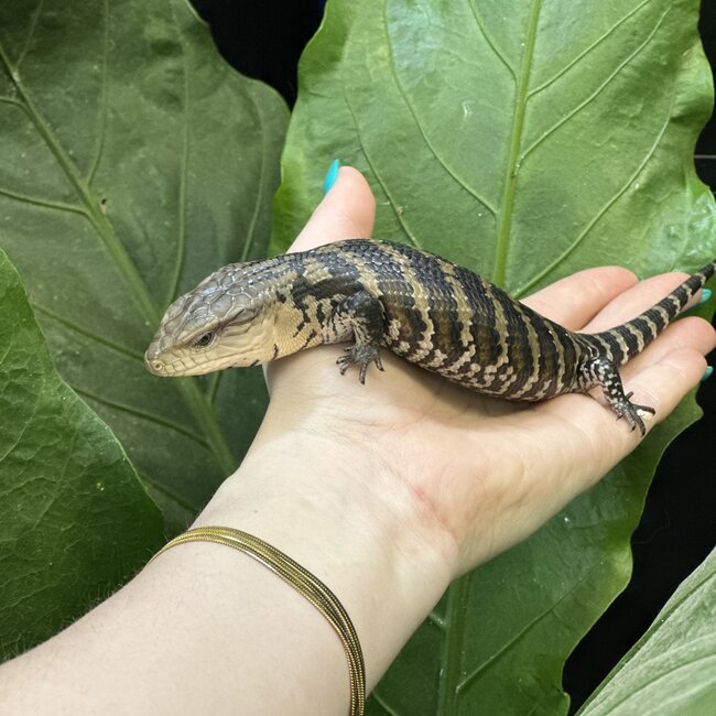Merauke Blue Tongue Skink, Evanescens