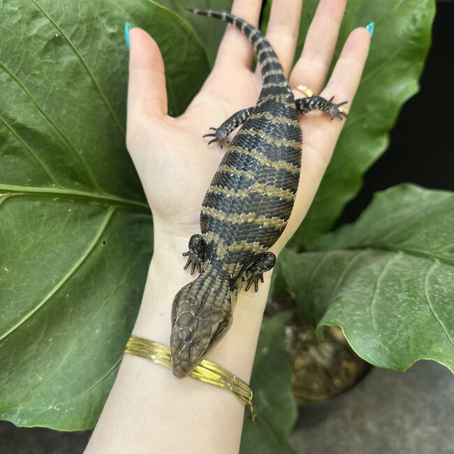 Merauke Blue Tongue Skink, Evanescens