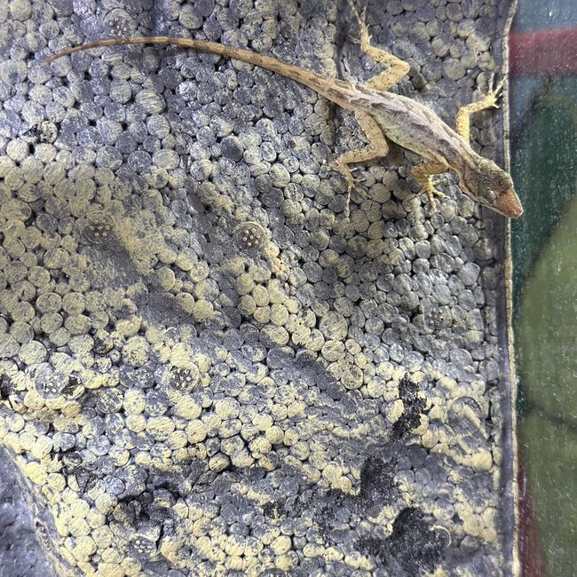 Spotted Anole, Anolis sabanus Female