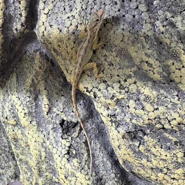Spotted Anole, Anolis sabanus Female