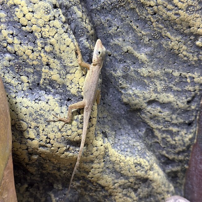 Spotted Anole, Anolis sabanus Female