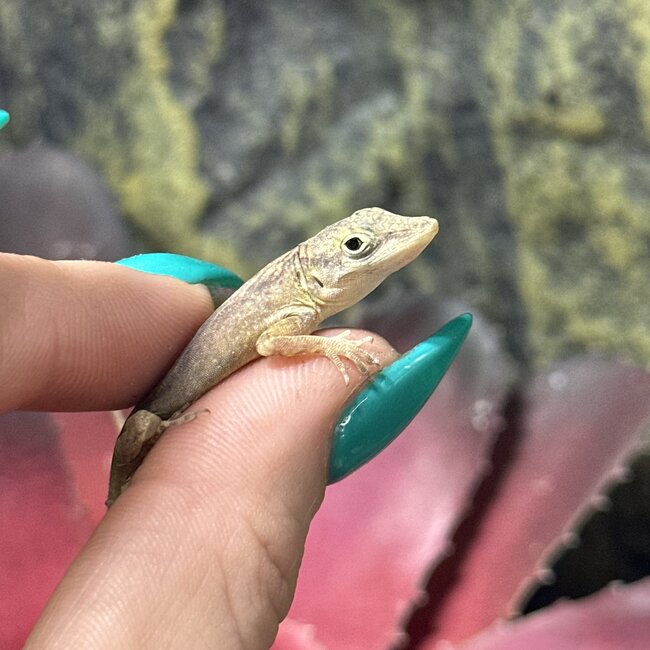 Spotted Anole, Anolis sabanus Female