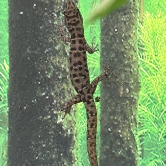 Least Island Gecko, unsexed, Sphaerodactylus sputator