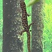 Least Island Gecko, unsexed, Sphaerodactylus sputator