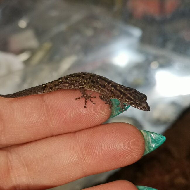 Least Island Gecko, unsexed, Sphaerodactylus sputator
