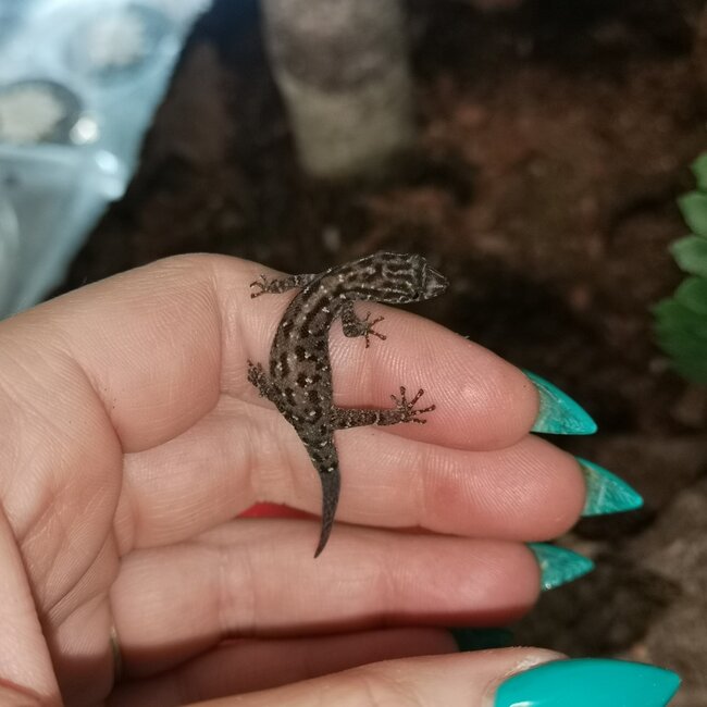Least Island Gecko, unsexed, Sphaerodactylus sputator