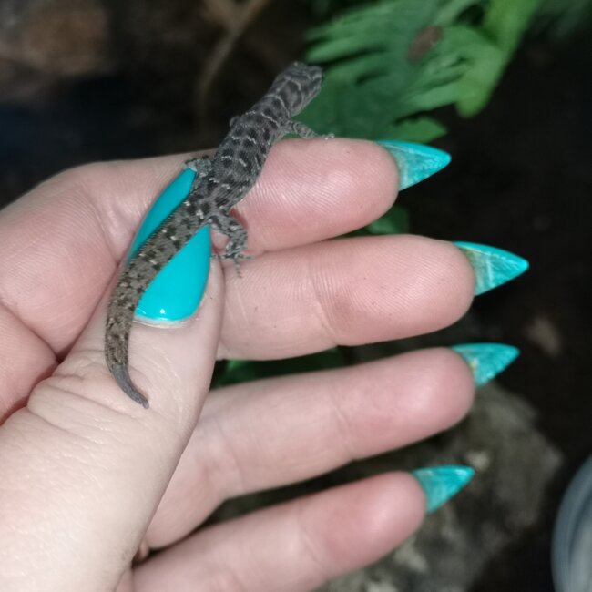 Least Island Gecko, unsexed, Sphaerodactylus sputator
