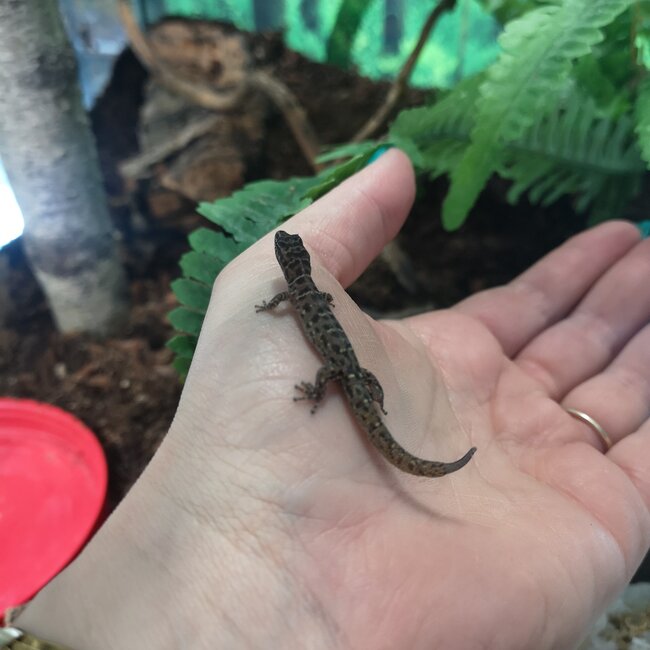 Least Island Gecko, unsexed, Sphaerodactylus sputator