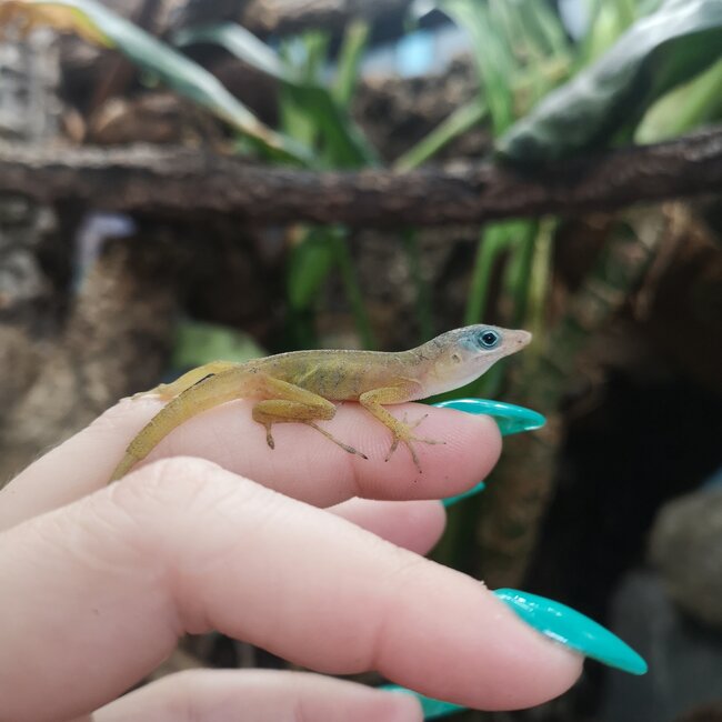 Anole, Anolis pogus