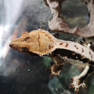 Tri Colour Lily White Male Crested Gecko
