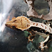 Tri Colour Lily White Male Crested Gecko