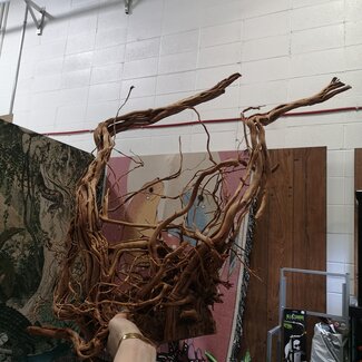 Dragon Wood Heavy Show piece 'd'