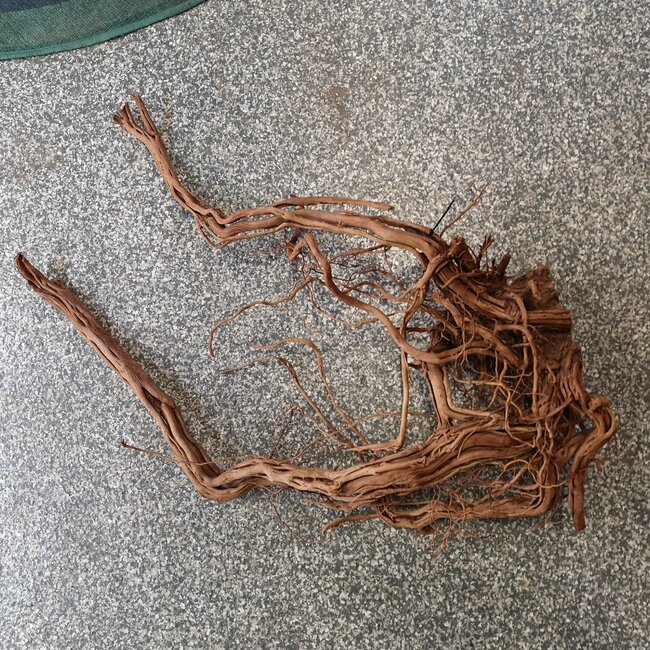 Dragon Wood Heavy Show piece 'd'