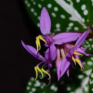 Live Plant Soneralia sp. “White Spots”