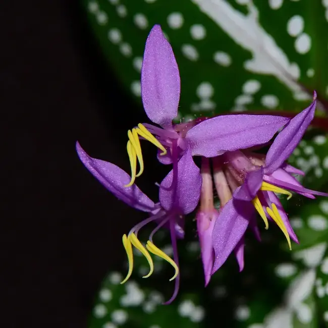 Live Plant Soneralia sp. “White Spots”