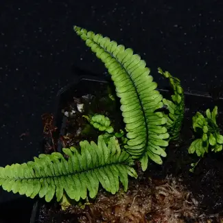 Pecluma sp. Northern Peru Fern