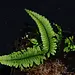Pecluma sp. Northern Peru Fern