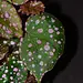 Live Plant Begonia sp. Maura Wahua