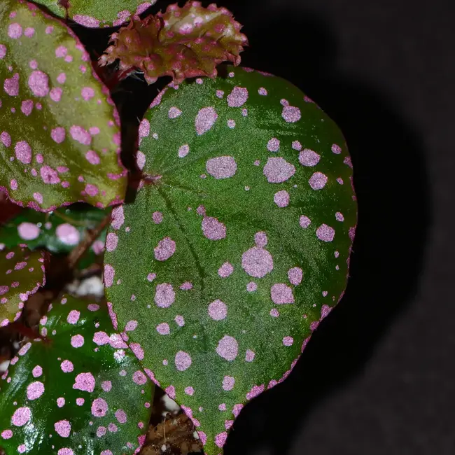 Live Plant Begonia sp. Maura Wahua