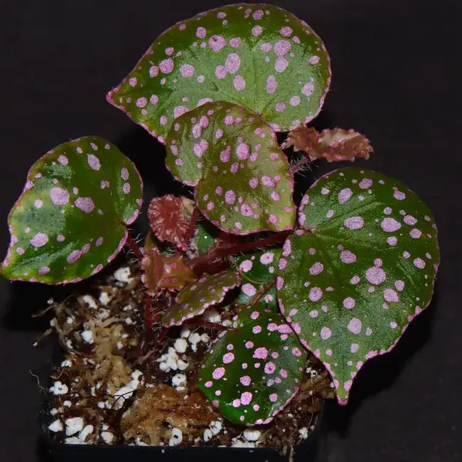 Live Plant Begonia sp. Maura Wahua