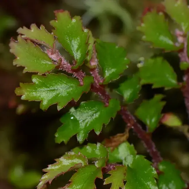 Live Plant Begonia minutifolia