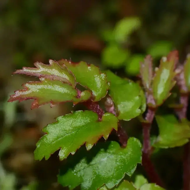 Begonia minutifolia