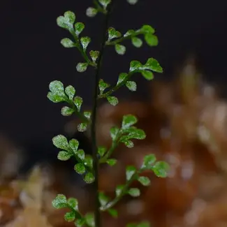 Asplenium sp. "Filigree"