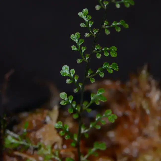 Asplenium sp. "Filigree"