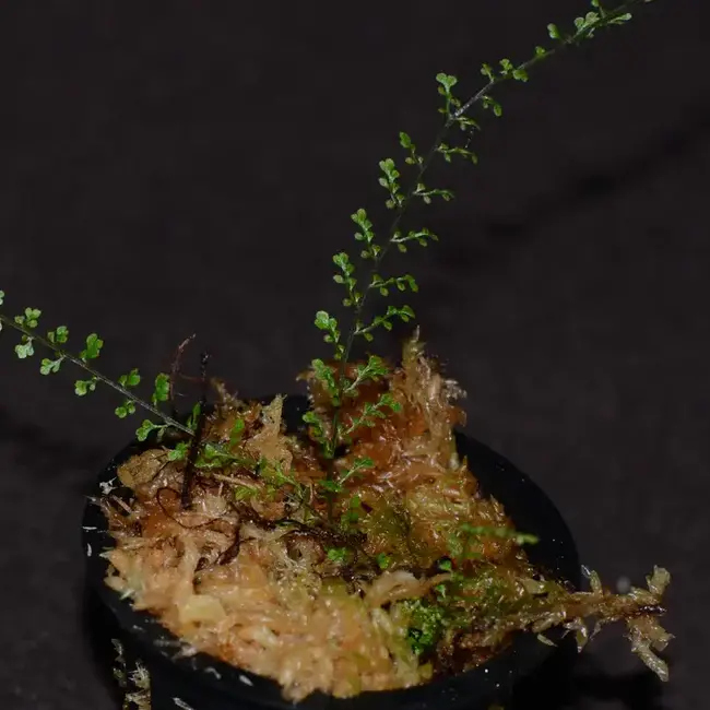 Asplenium sp. "Filigree"