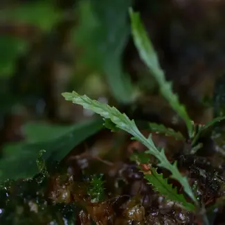 Cochlidium serrulatum (micro fern)