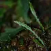 Cochlidium serrulatum (micro fern)