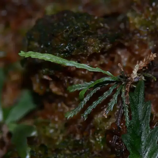 Cochlidium serrulatum (micro fern)