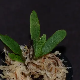 Elaphoglossum aff. crinitum "Central Peru"