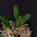 Elaphoglossum aff. crinitum "Central Peru"