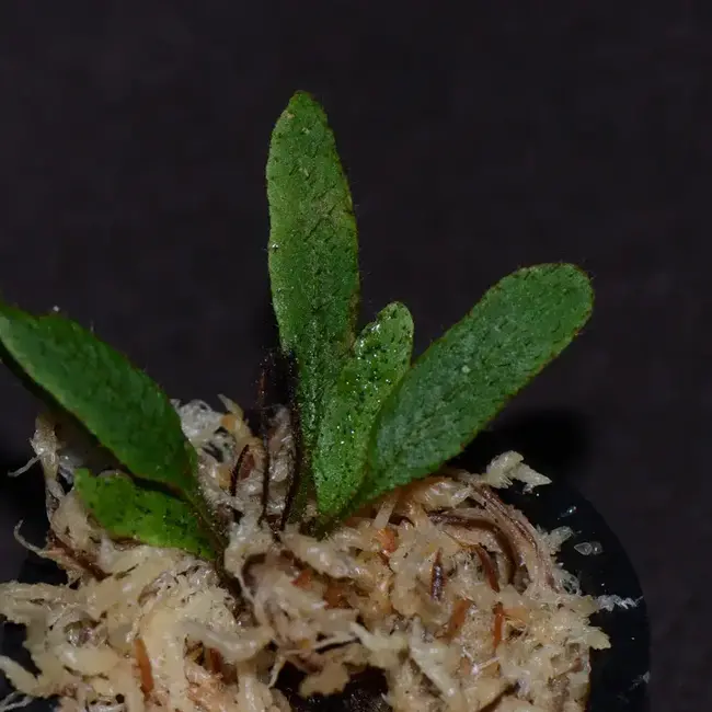 Live Plant Elaphoglossum aff. crinitum "Central Peru"