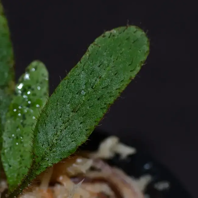 Live Plant Elaphoglossum aff. crinitum "Central Peru"