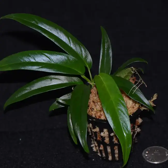 Live Plant Philodendron chinchamayense