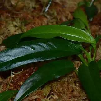 Live Plant Philodendron chinchamayense