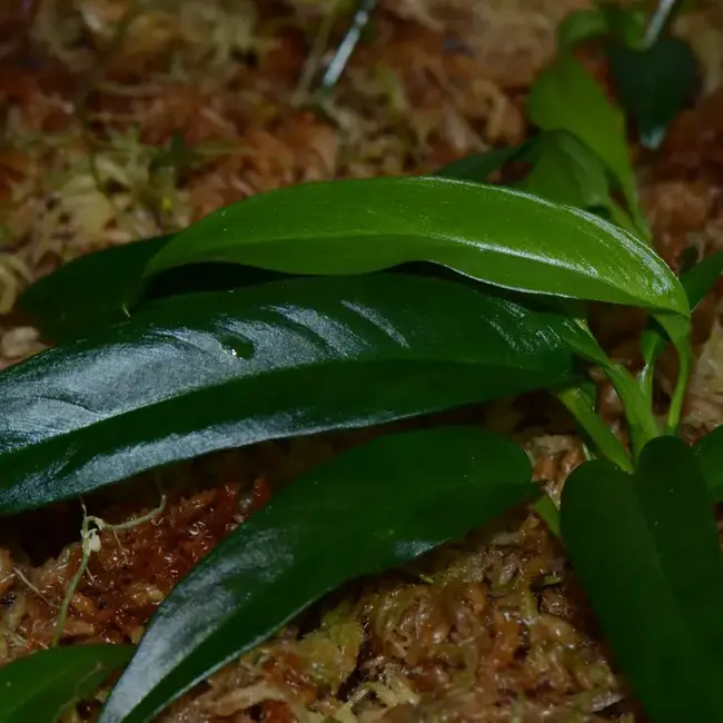Live Plant Philodendron chinchamayense