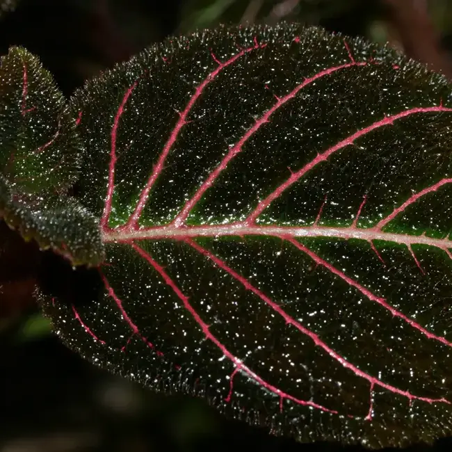 Live Plant Pearcea hypocyrtiflora