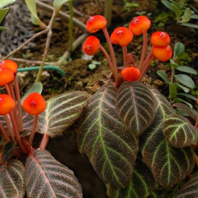 Live Plant Pearcea hypocyrtiflora