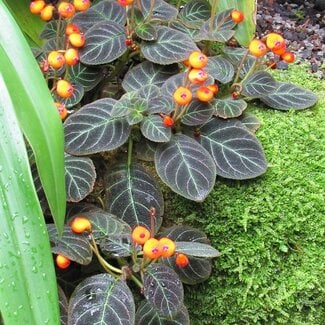 Live Plant Pearcea hypocyrtiflora